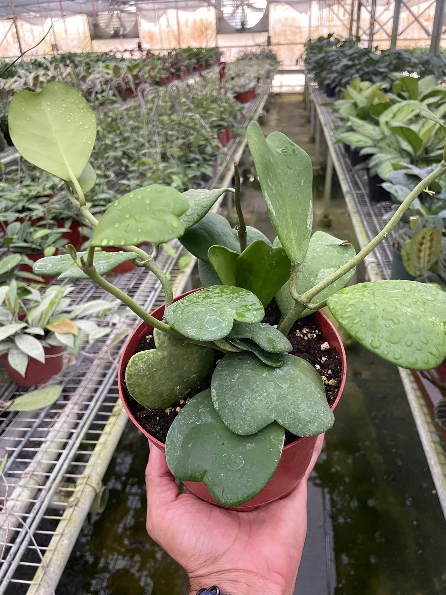 Hand holding a potted Hoya Sweetheart plant with waxy, heart-shaped green leaves.