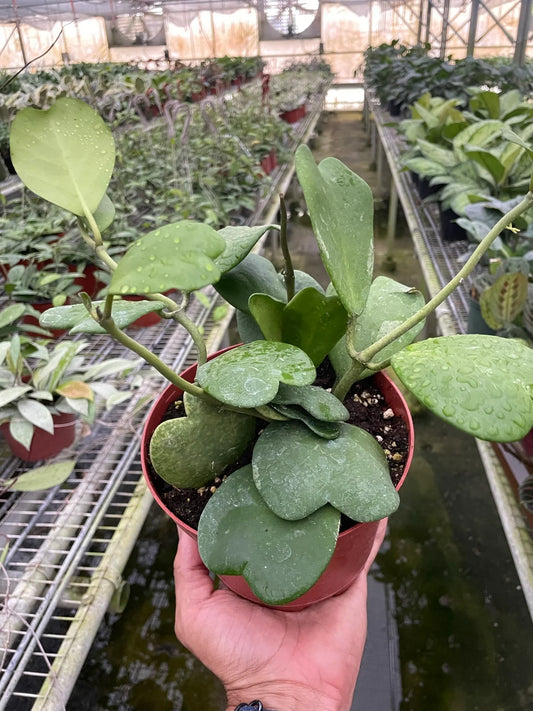 Hand holding a potted Hoya Sweetheart plant with waxy, heart-shaped green leaves.