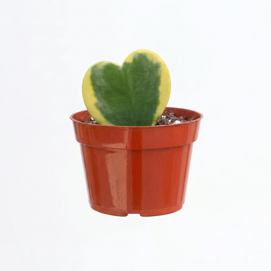 Potted hoya sweetheart variegated wax plant with a geeen heart shaped waxy leaf with yellow edges in a brown nursery pot.