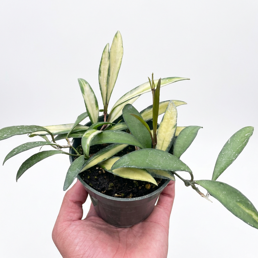 Hand holding a potted Hoya Wayetii Variegated plant with thick green and cream leaves trailing in a small dark pot.