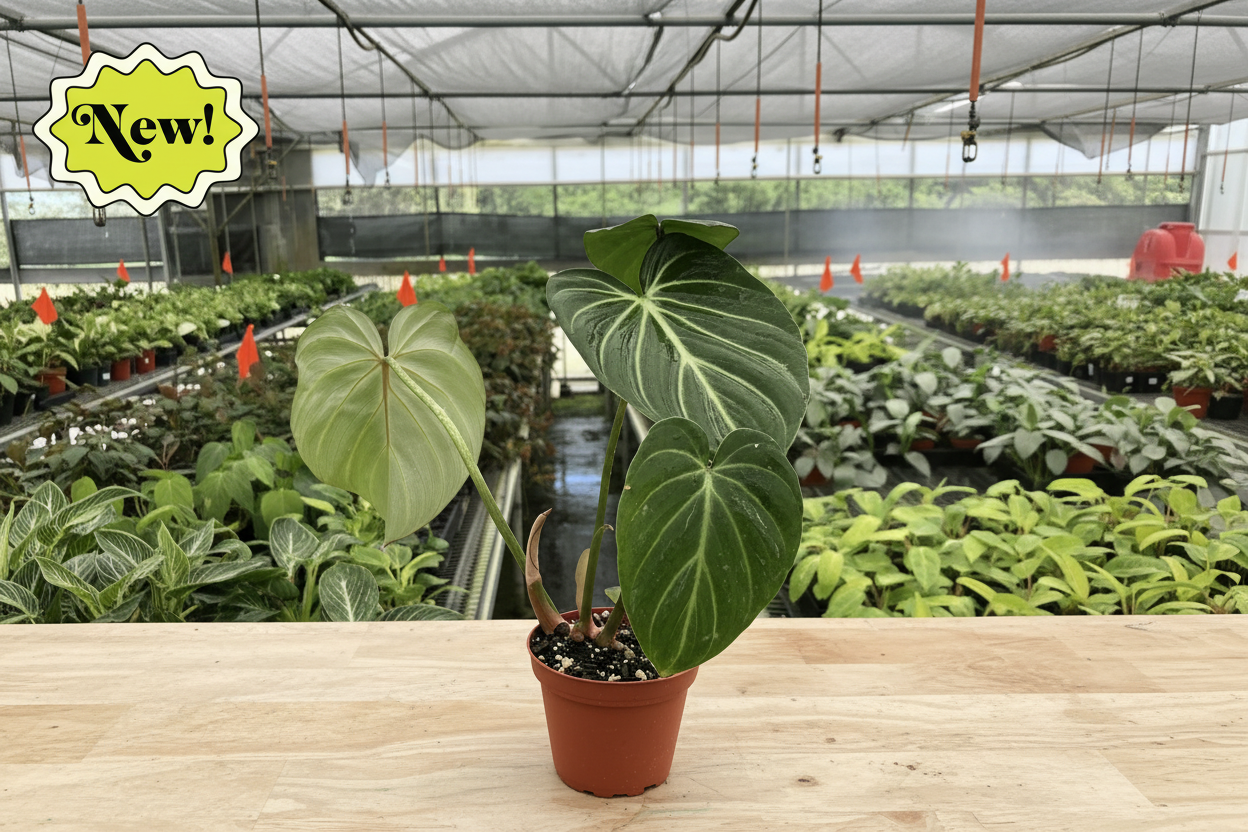Potted plant held in a greenhouse with 'New!' label