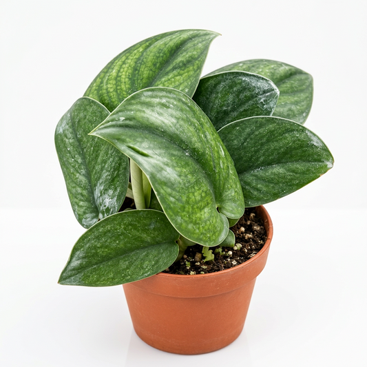 A potted ‘jade satin’ pothos plant with semi glossy green leaves in a brown pot.