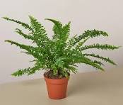 Bushy Jester's Crown fern with sword-shaped green leaves flaring outward, in a brown 6" pot.