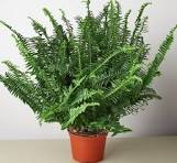Bushy Jester's Crown Fern with sword-shaped green leaves in a brown 6" pot.