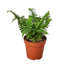 Bushy Jester's Crown Fern with sword-shaped green leaves in a brown 6" pot.