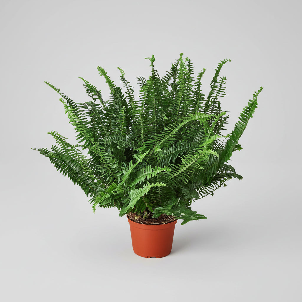 Bushy Jester's Crown Fern with dark green sword-shaped leaves in a terracotta pot.