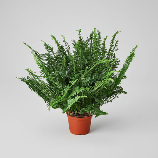 Bushy Jester's Crown Fern with dark green sword-shaped leaves in a terracotta pot.