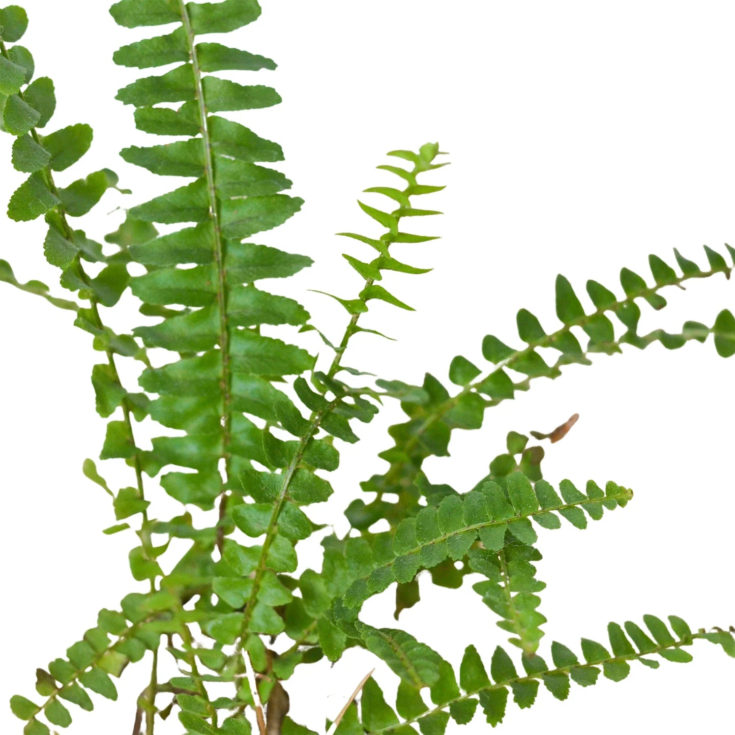 Lush Jester's Crown Fern with dense, arching green fronds, ideal for indoor styling.