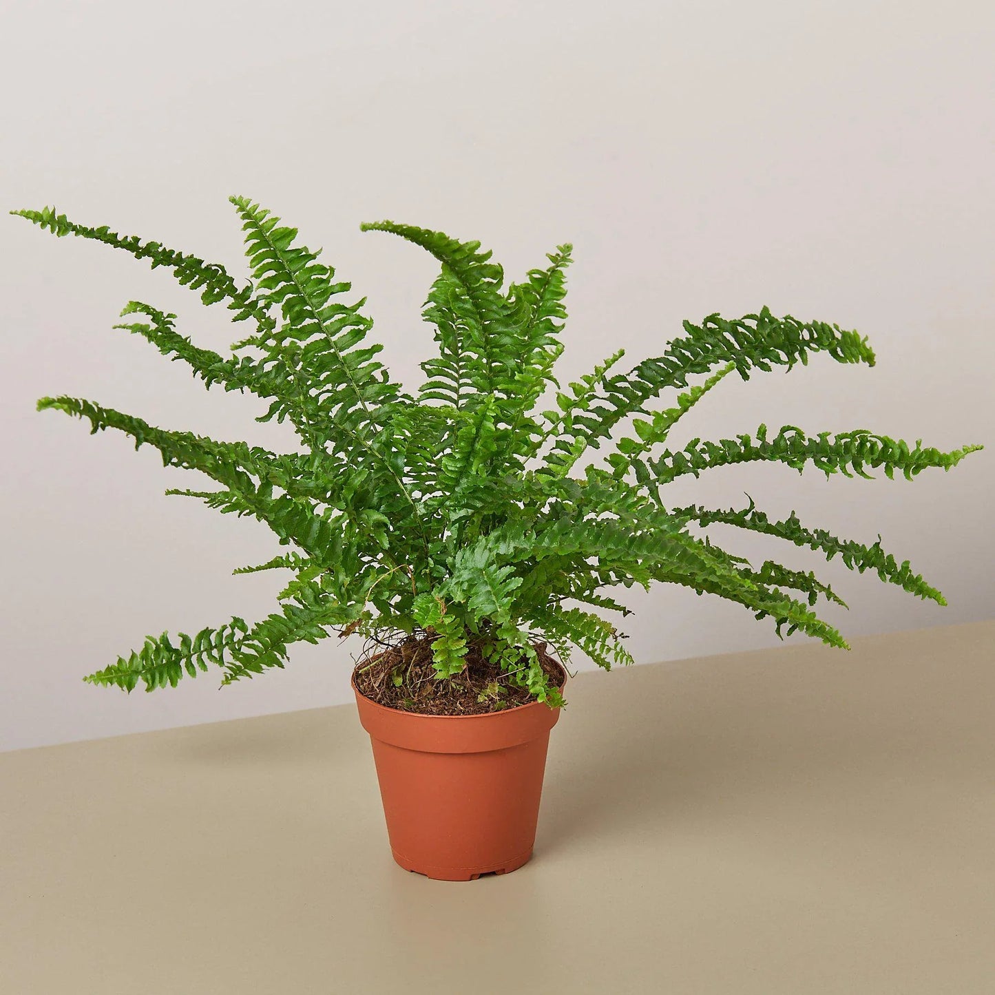 Lush Jester's Crown Fern in a brown pot, featuring dense, arching green fronds.