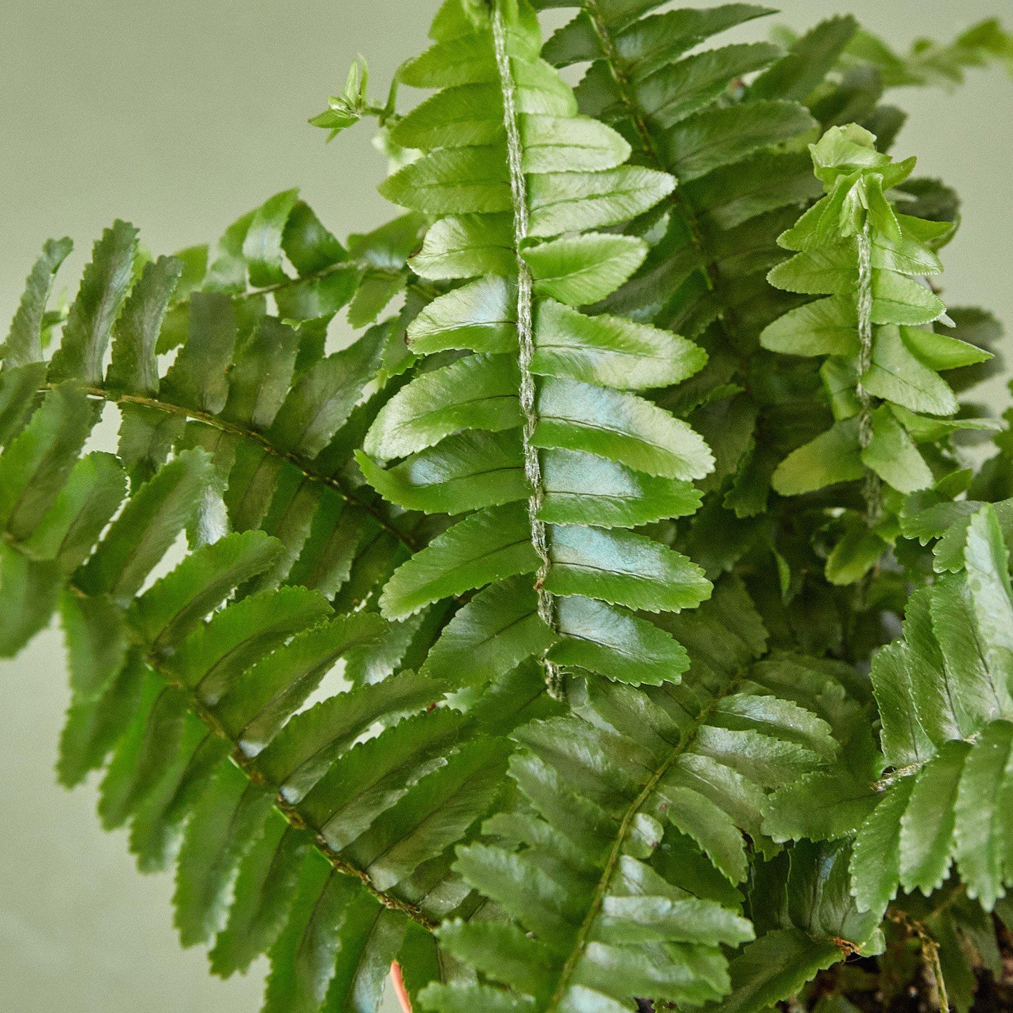 Lush Jester's Crown Fern with dense, arching green fronds against a light green background.
