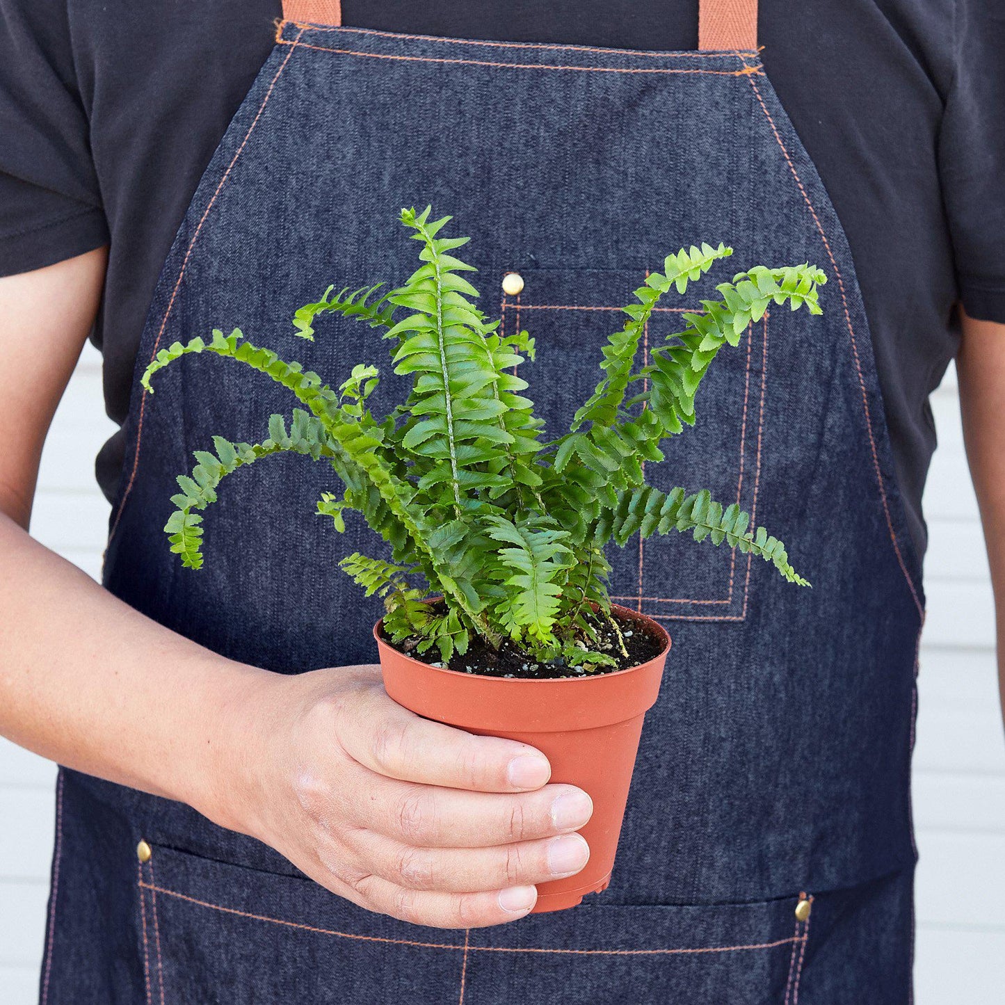 Person in denim apron holding a small, vibrant green Jester's Crown Fern in a terracotta pot.