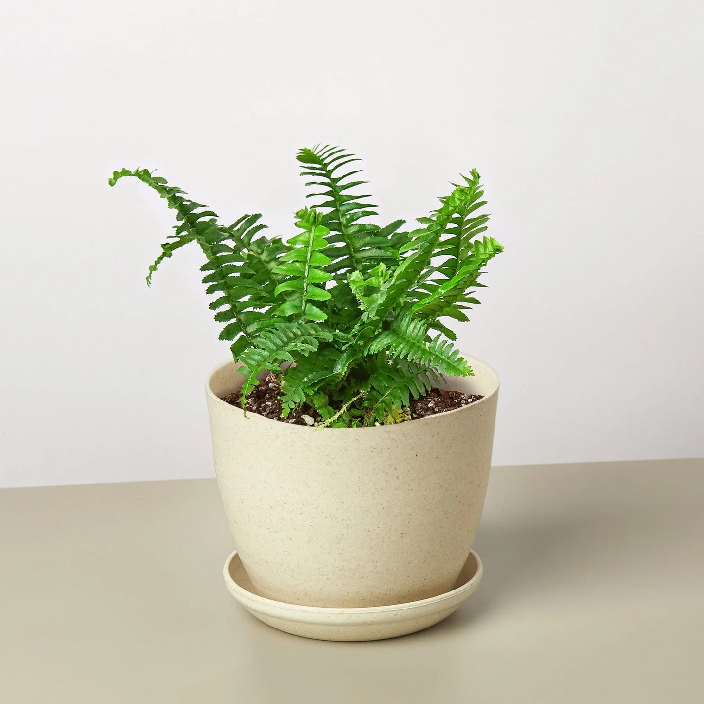 Lush green Jester's Crown Fern in a speckled beige pot with a matching saucer.