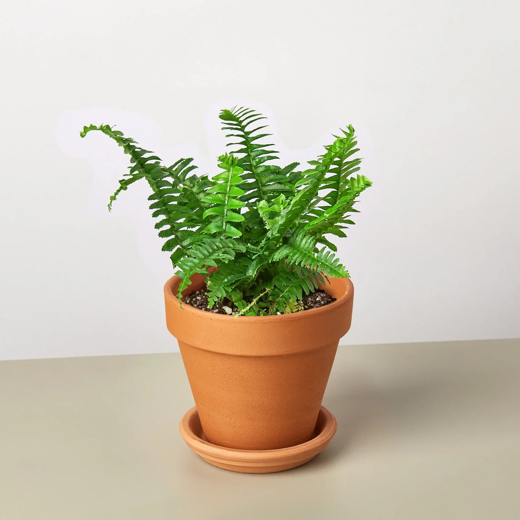 Lush green Jester's Crown Fern in a terracotta pot with saucer, on a light background.