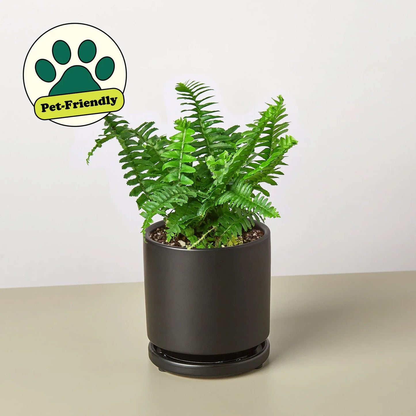 Lush Jester's Crown Fern in a black ceramic pot with a "Pet-Friendly" label.