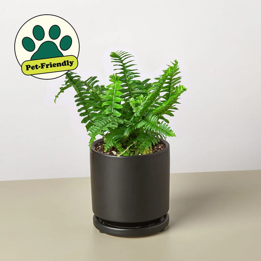 Lush Jester's Crown Fern in a black ceramic pot with a "Pet-Friendly" label.