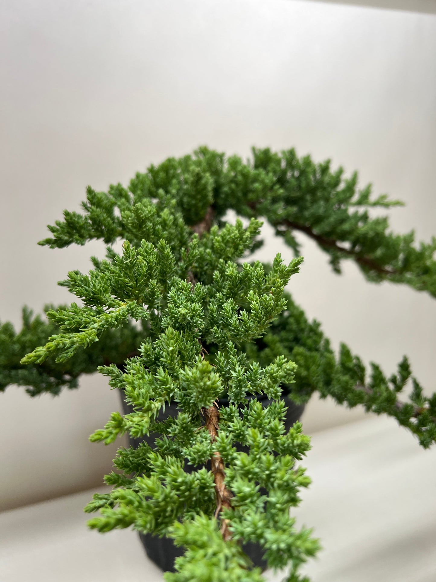 Juniper Bonsai Tree