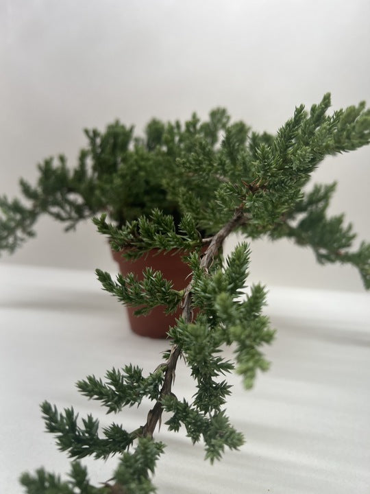 Juniper Bonsai Tree
