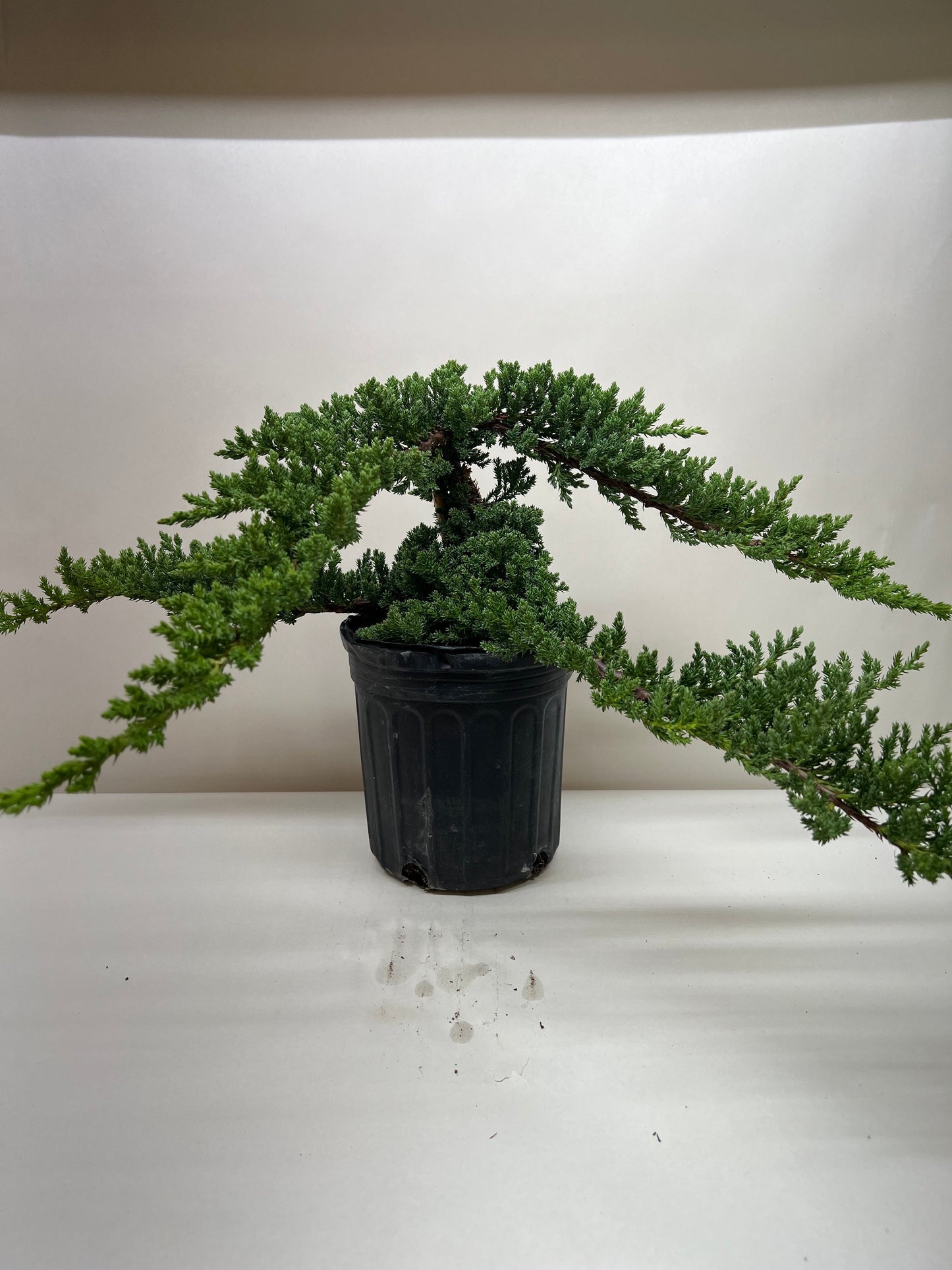 Juniper Bonsai Tree