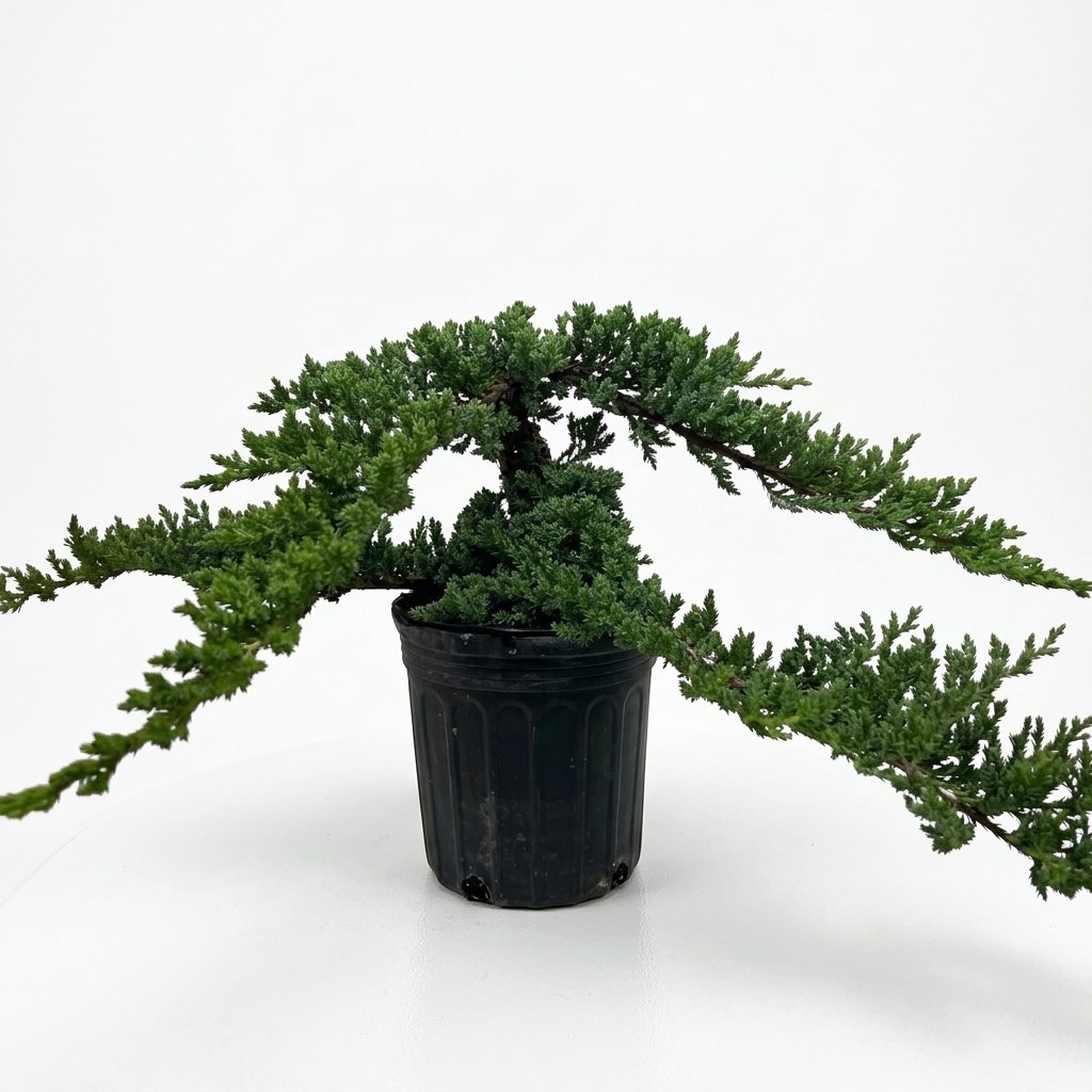 Potted bonsai juniper plant with green pine needle type leaves on long branches in a 6” black pot sitting on a white surface on a white background.