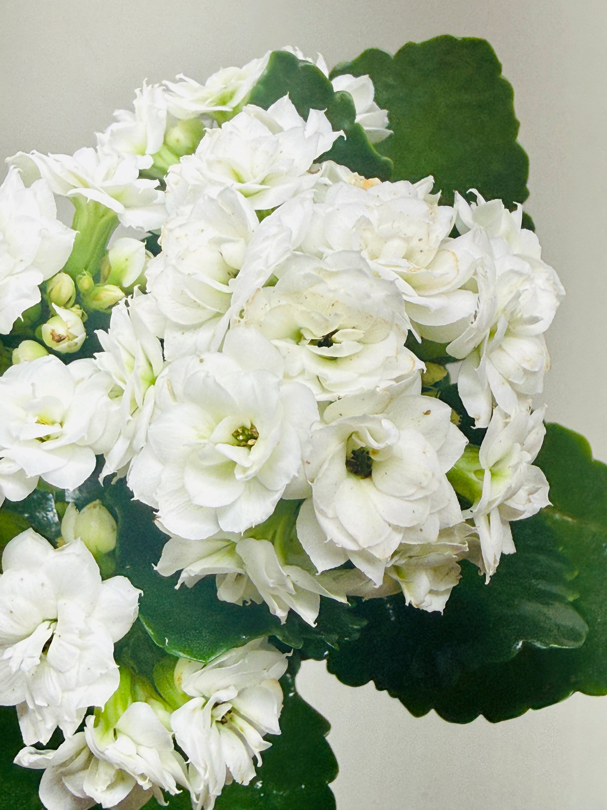 Close-up of a Kalanchoe 'Blossfeldiana' plant with dense clusters of cheerful white blooms and glossy green leaves.