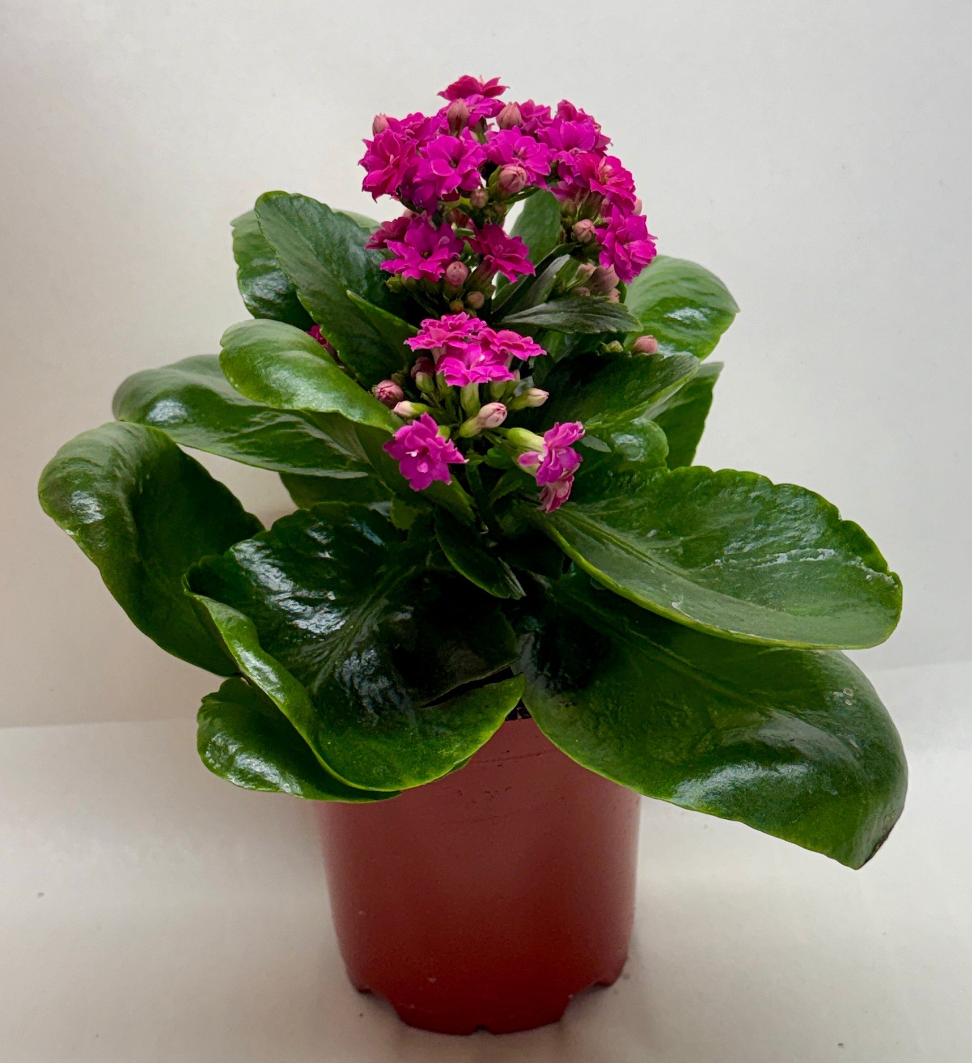 Compact Kalanchoe 'Blossfeldiana' plant in a brown pot with glossy green leaves and vibrant pink blooms.