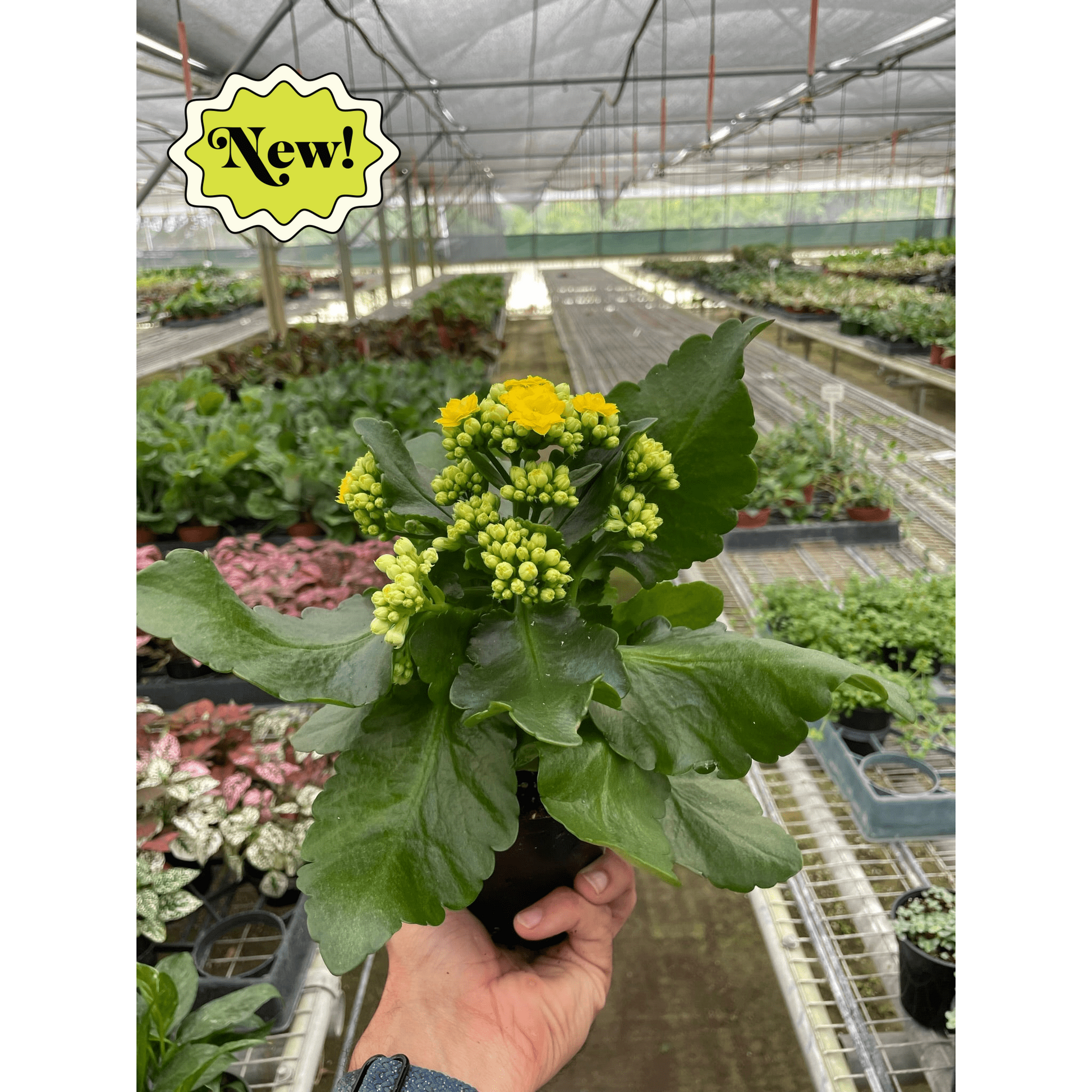 Hand holding a potted Kalanchoe 'Blossfeldiana' with vibrant yellow blooms and green buds in a greenhouse.