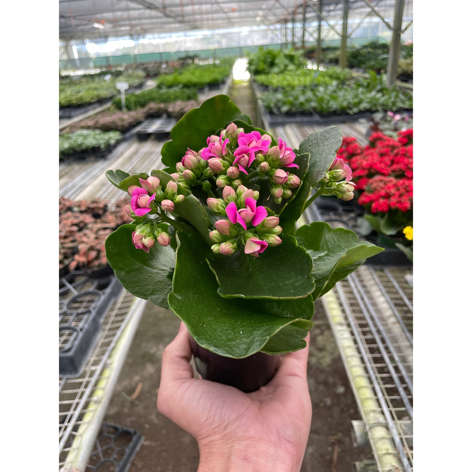 Hand holding a compact Kalanchoe 'Blossfeldiana' plant with vibrant pink blooms and glossy green leaves.
