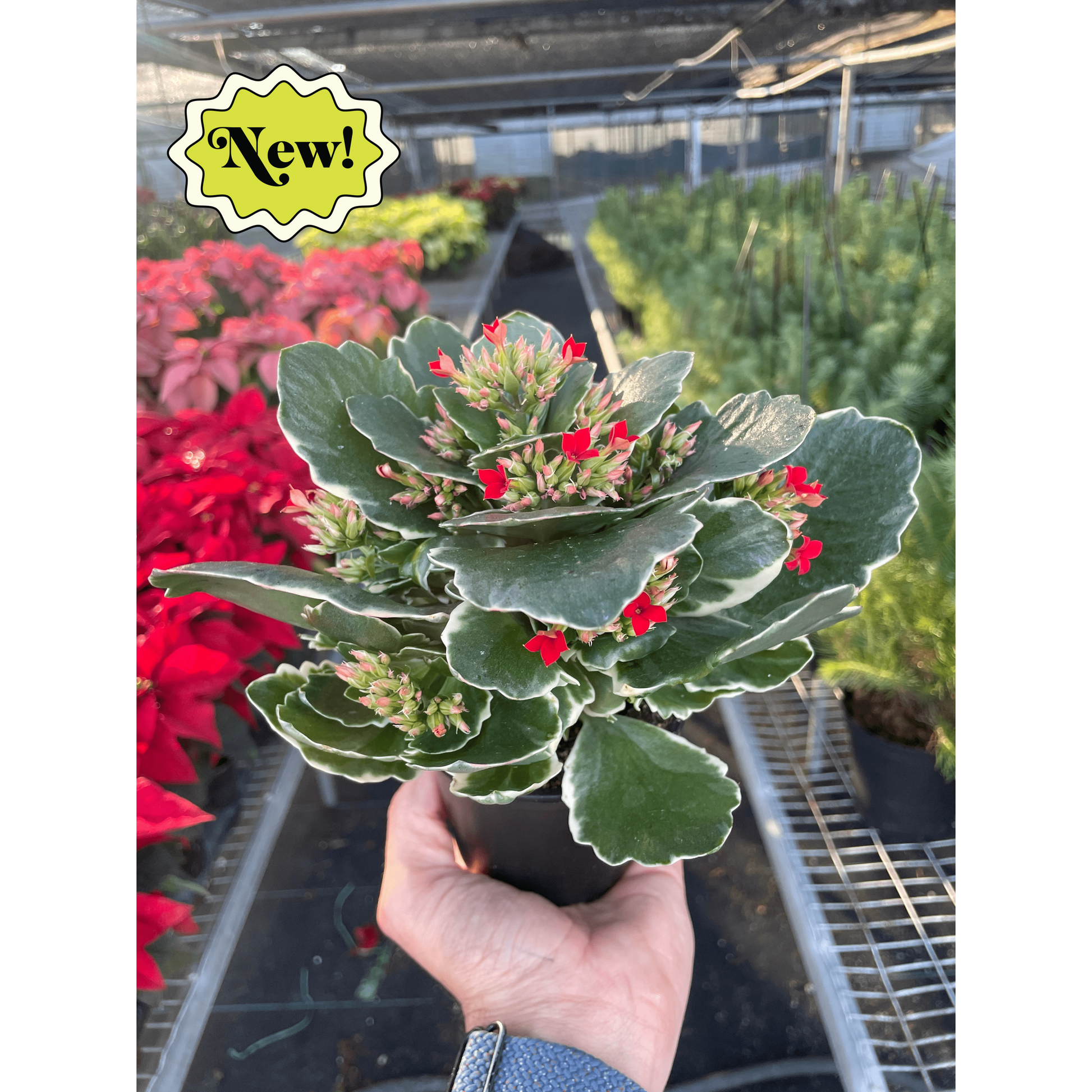 Hand holding a Kalanchoe 'Blossfeldiana' plant with glossy green leaves, white edges, and red flower buds.