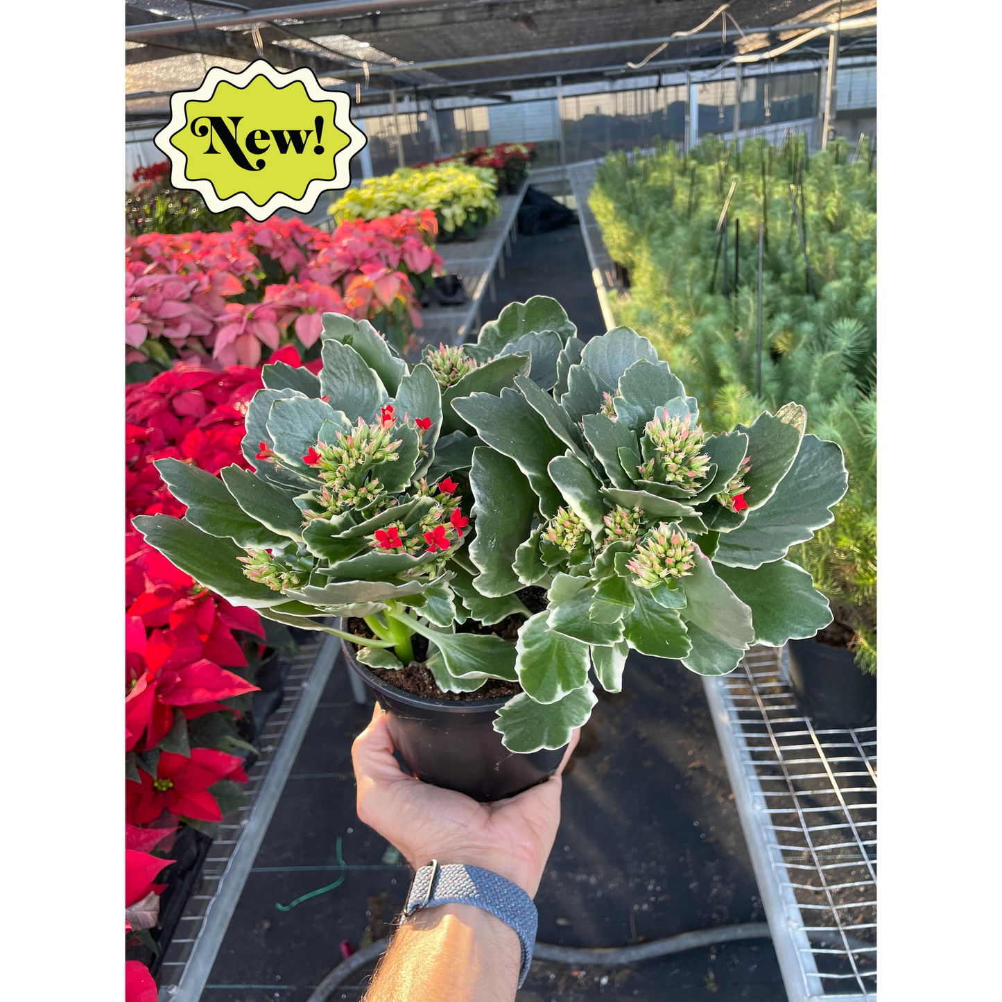 Hand holding a Kalanchoe 'Blossfeldiana' plant with variegated green leaves and tiny red blooms in a black pot.