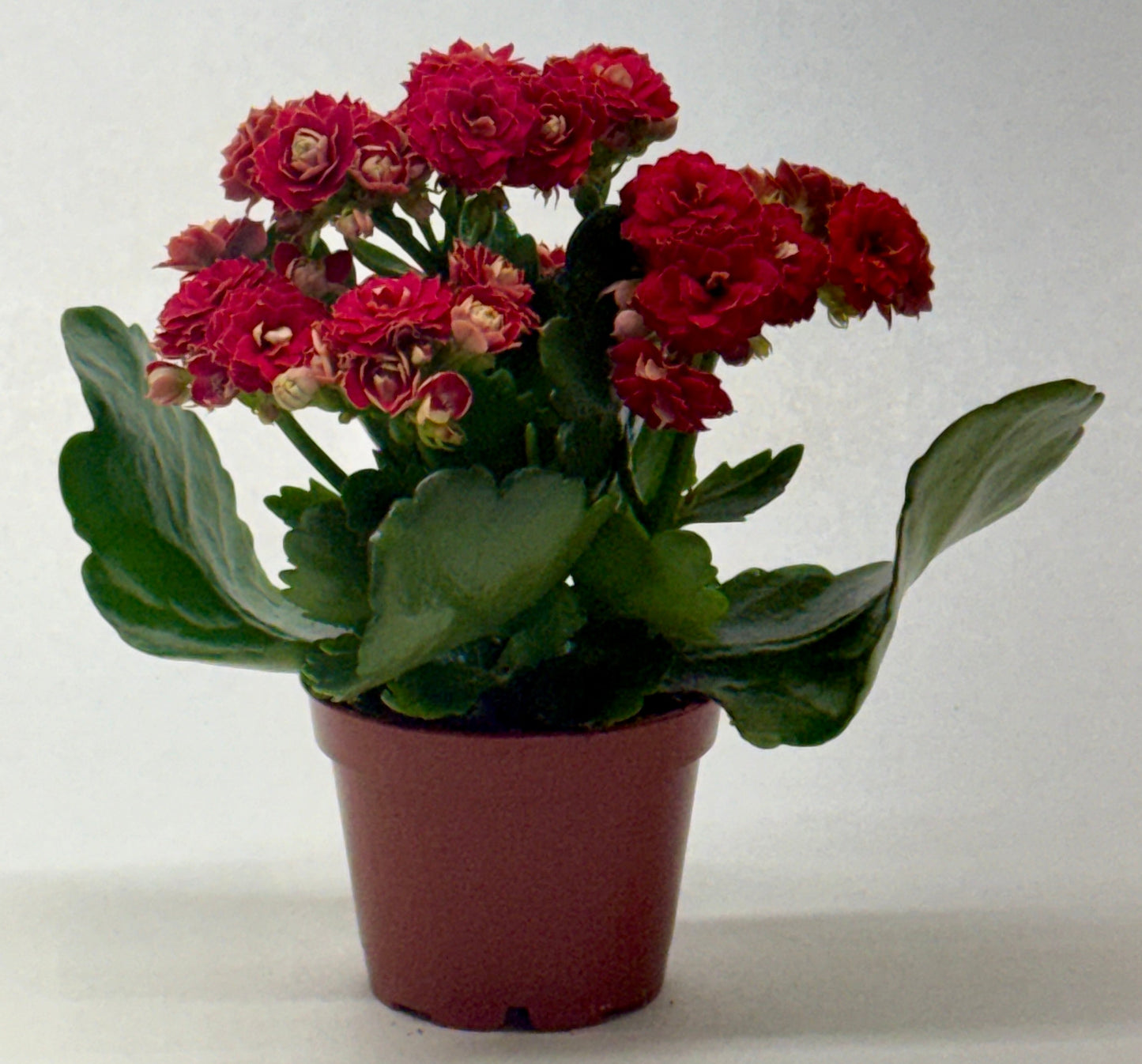 Compact Kalanchoe 'Blossfeldiana' plant with vibrant red blooms and glossy green leaves in a brown pot.