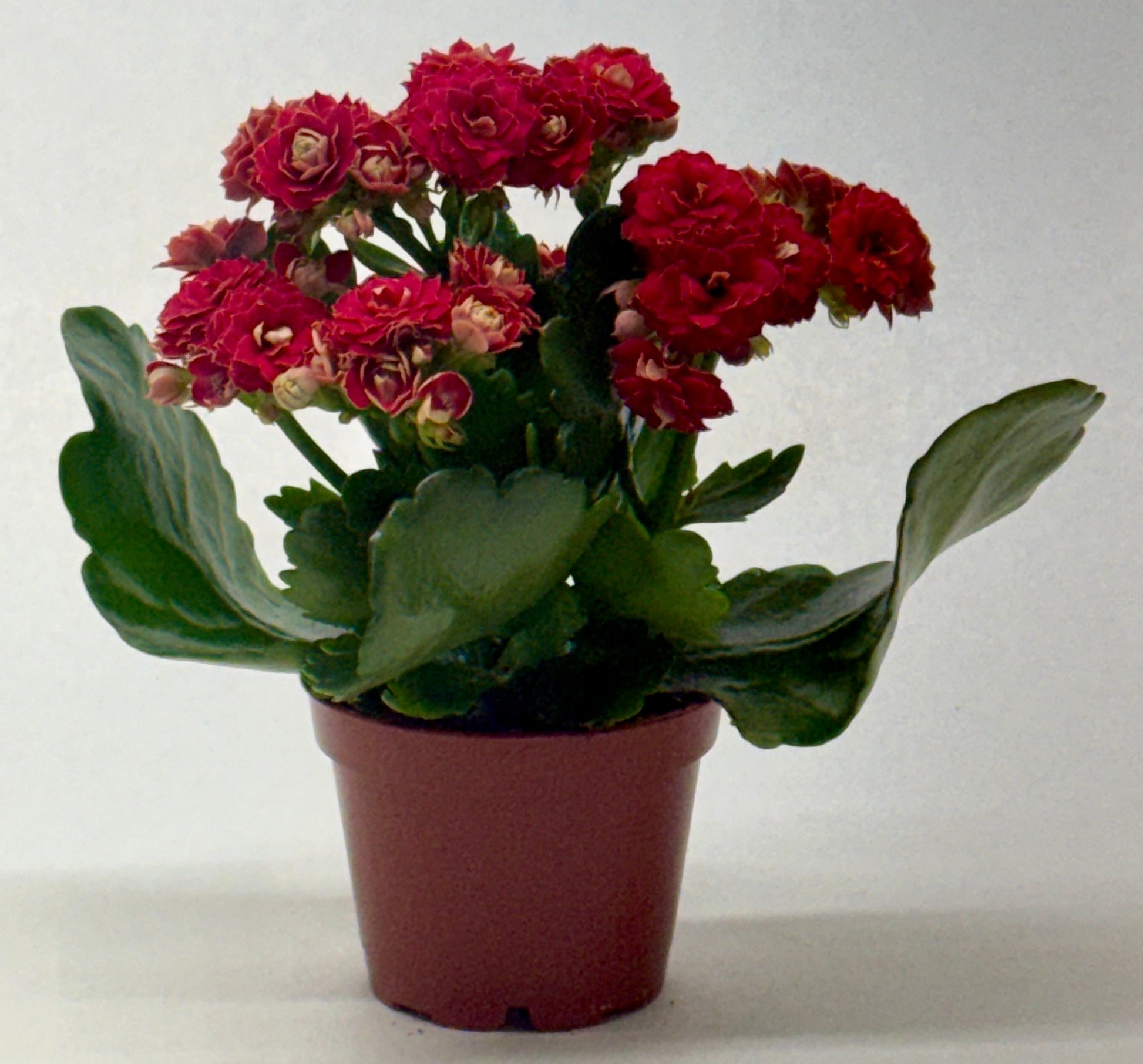 Compact Kalanchoe 'Blossfeldiana' plant with vibrant red blooms and glossy green leaves in a brown pot.