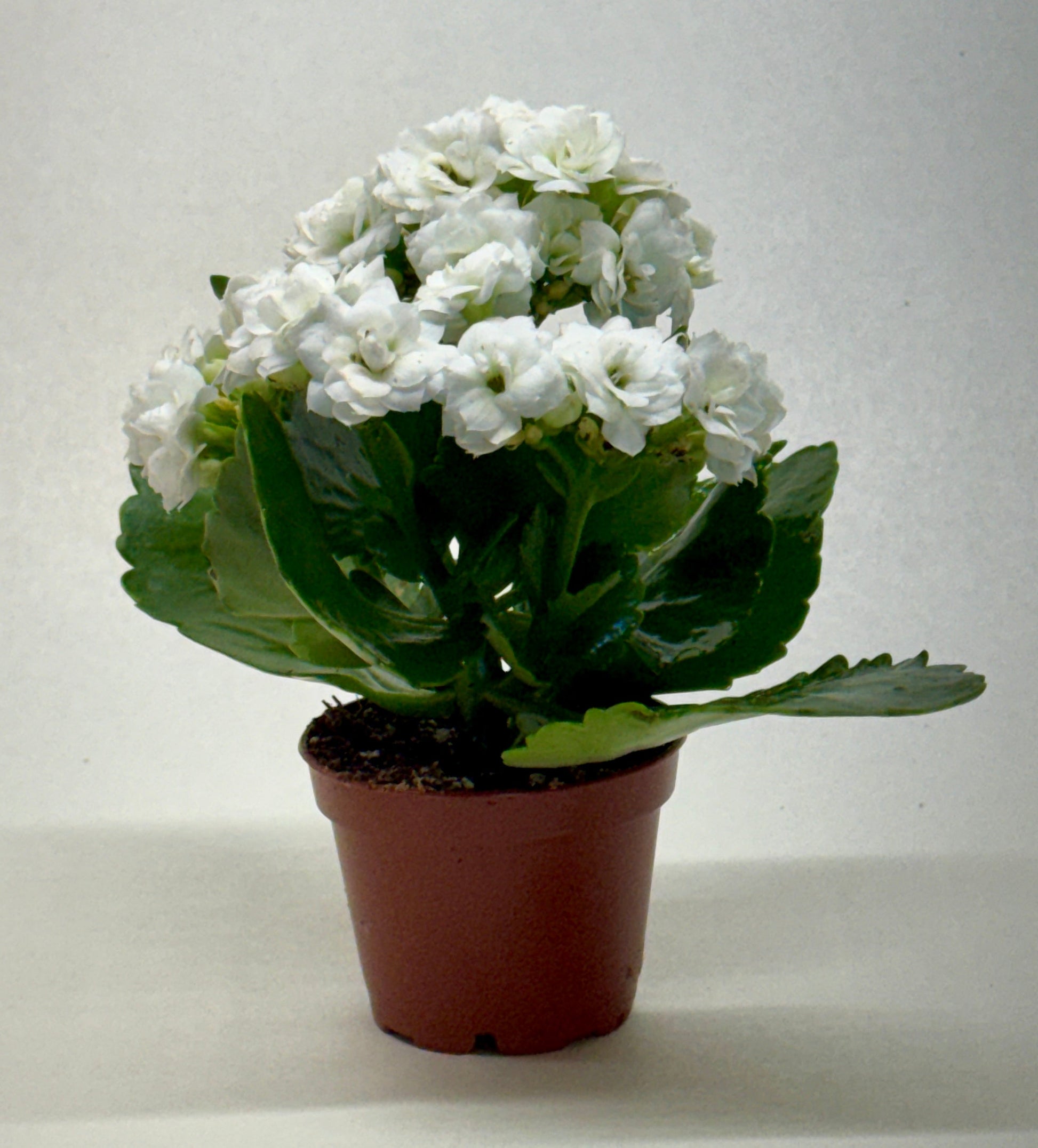 Compact Kalanchoe 'Blossfeldiana' with dense clusters of white blooms and glossy green leaves in a brown pot.