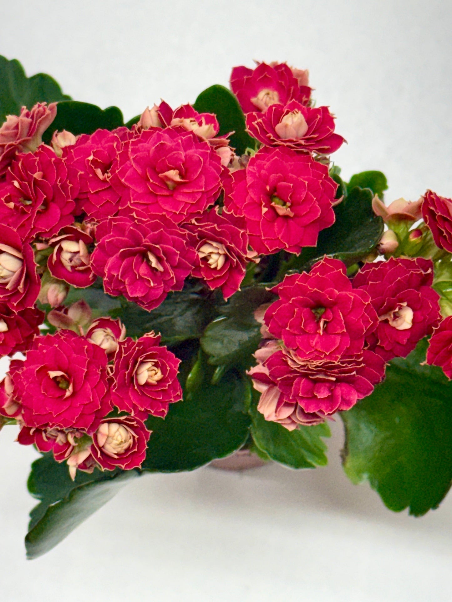 Vibrant Kalanchoe 'Blossfeldiana' plant with dense clusters of bright red, ruffled blooms and glossy green leaves.