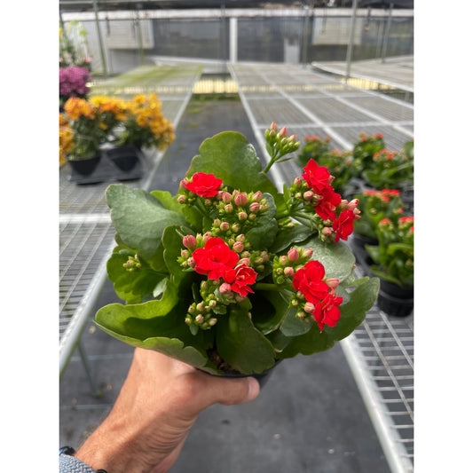 Hand holding a vibrant red Kalanchoe 'Blossfeldiana' plant with glossy green leaves and many buds.