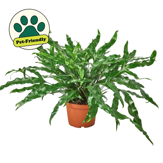 Potted kangaroo paw fern pet safe indoor plant with long wavy green slender fronds in a brown pot with a pet friendly badge.