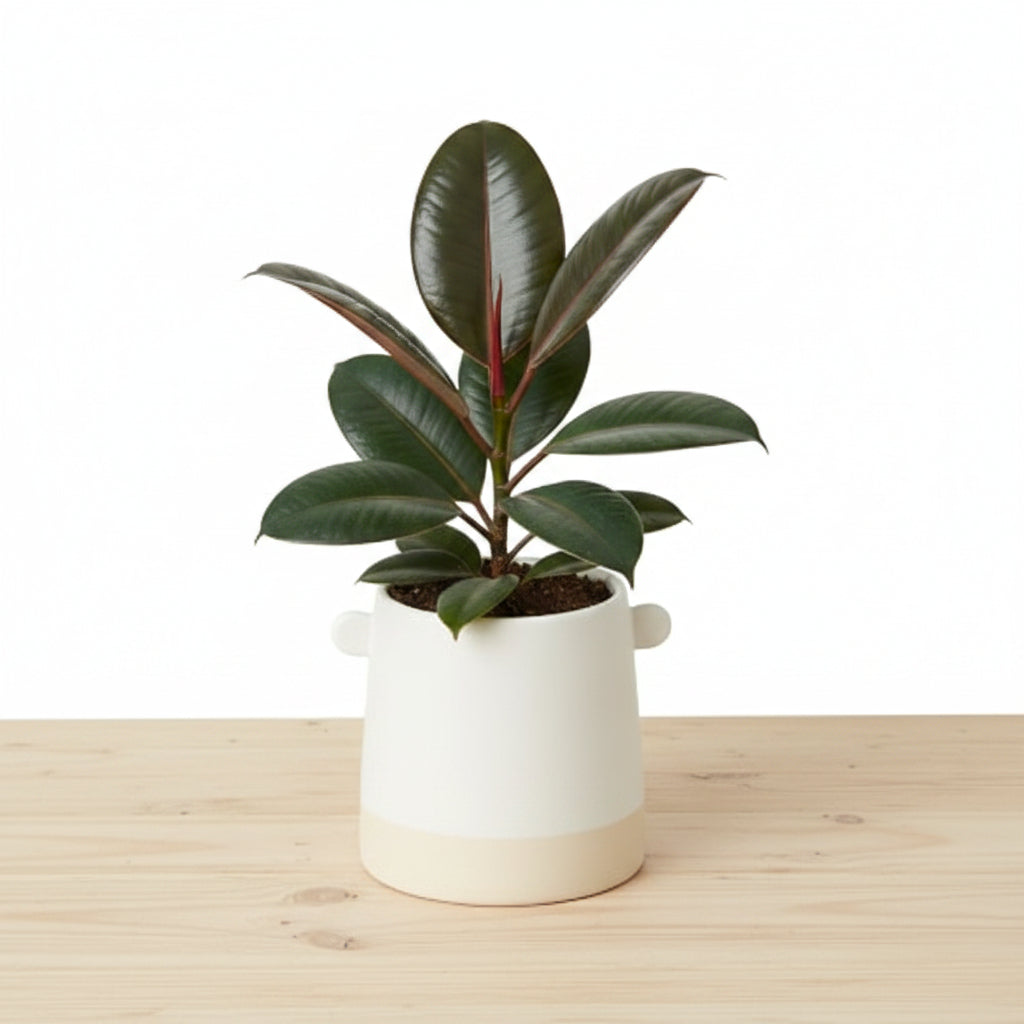 White ceramic Knob Cylinder Pot, 5-inch, with two top knobs and a light beige base.