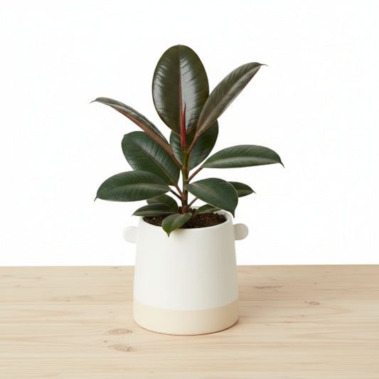 White ceramic Knob Cylinder Pot, 5-inch, with two top knobs and a light beige base.