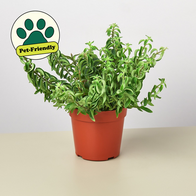 plant in brown pot with green leaves on a solid surface white background
