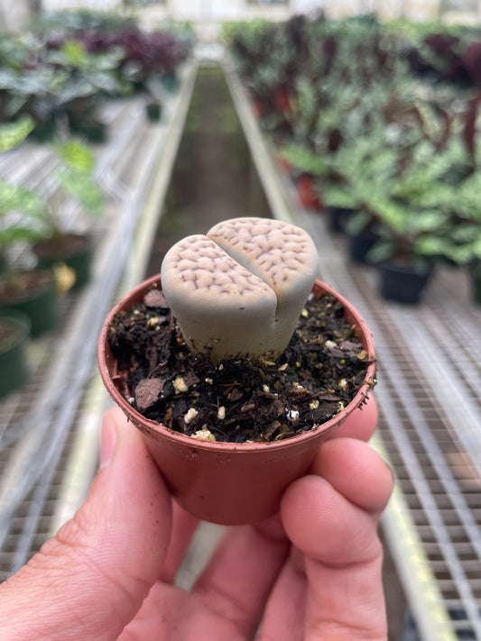 Pebbled gray-green Lithops living stone succulent in a small brown pot.