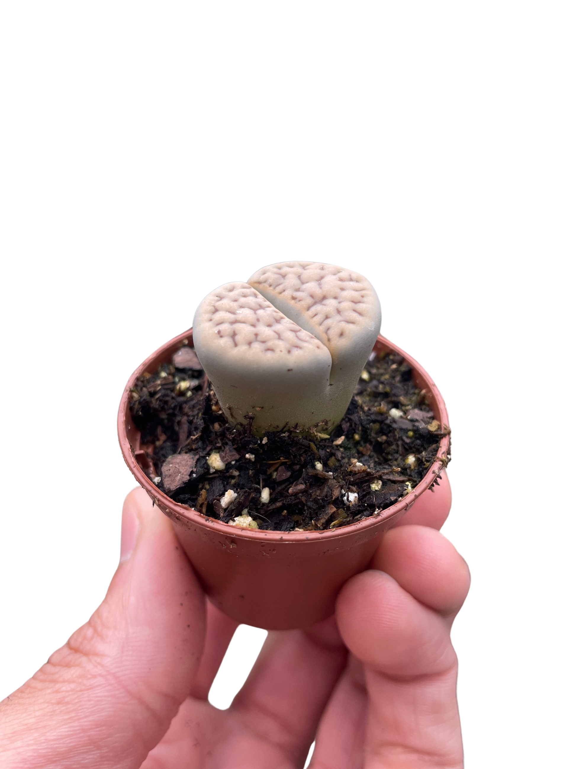 Small Lithop Living Stone succulent, light gray-beige with pebbly texture, in a brown pot.