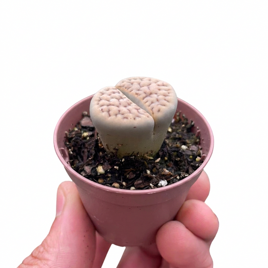 Small Lithops Living Stone succulent with smooth pebble like surface that’s cream colored and brown specks on top growing in a brown pot, held by a hand.
