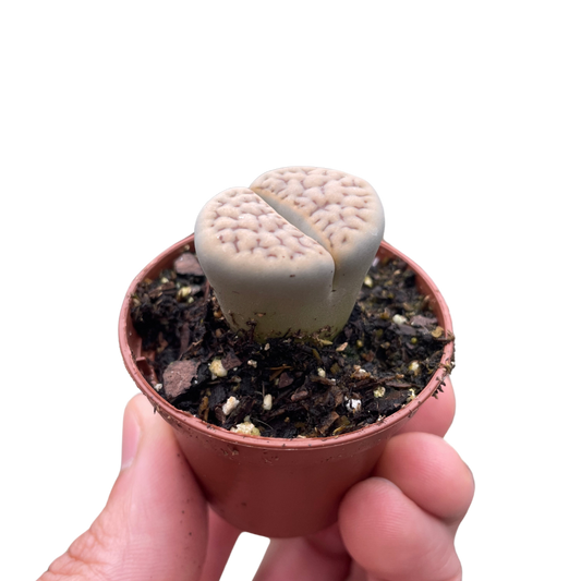 Small Lithops Living Stone succulent in a brown pot, held by a hand.