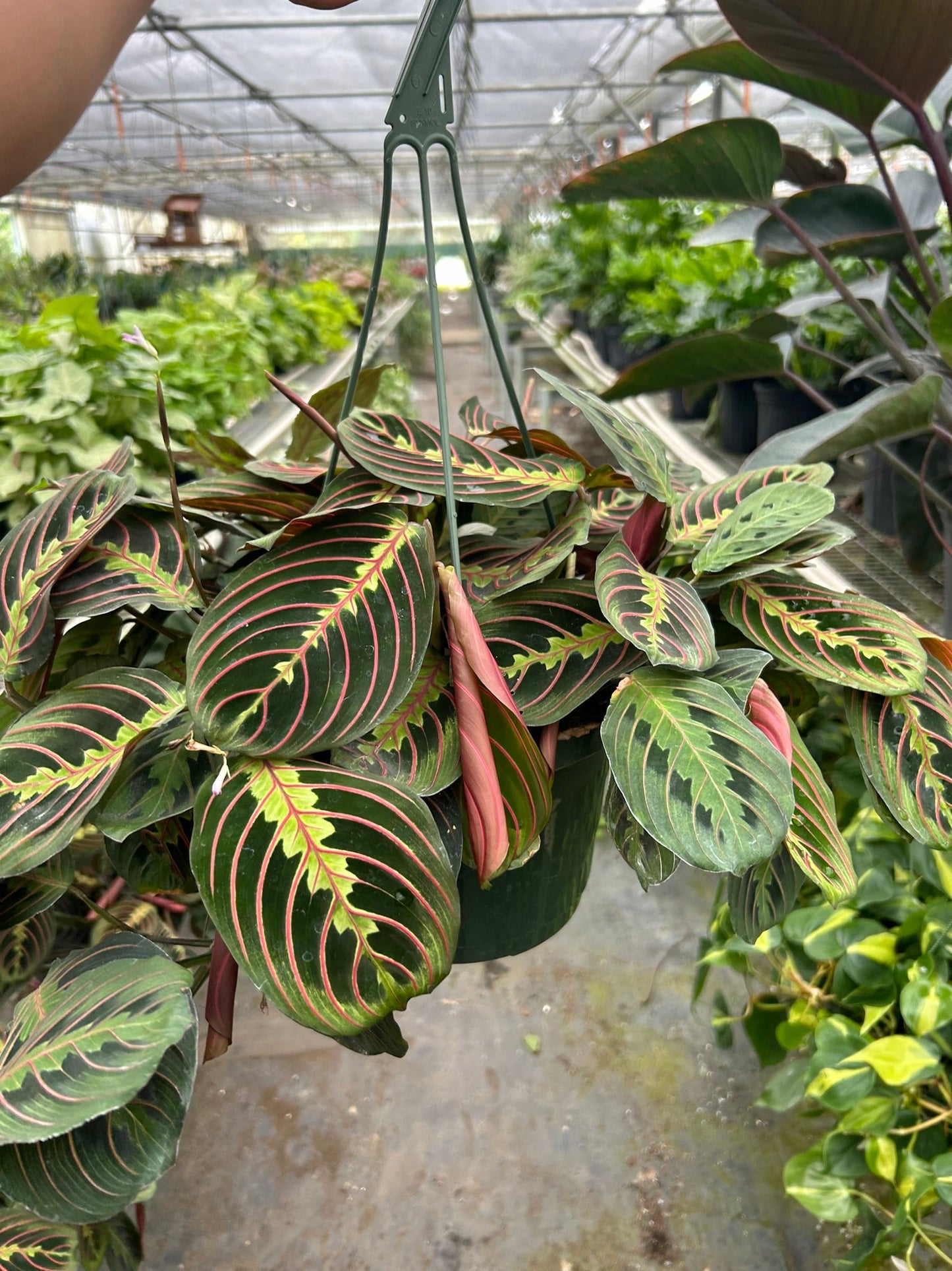 Vibrant Red Prayer Plant in a dark green hanging pot, with distinctive green leaves and red veins.