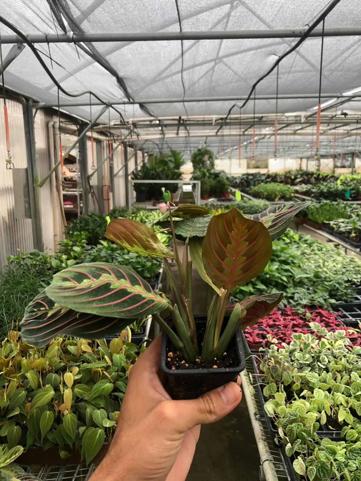 Hand holding a small potted Red Prayer Plant with green leaves and red veins in a greenhouse.