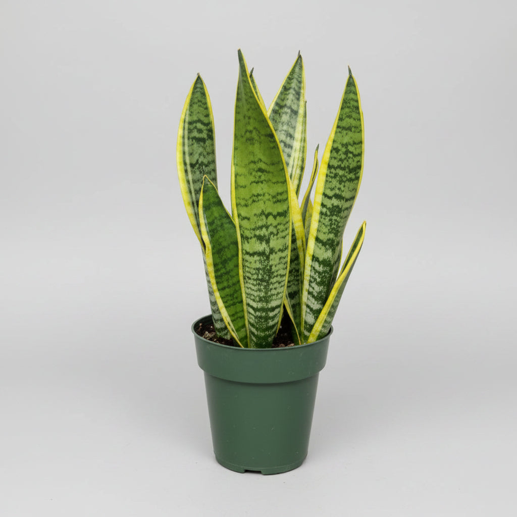 A vibrant green and yellow variegated Snake Plant in a dark green plastic pot.