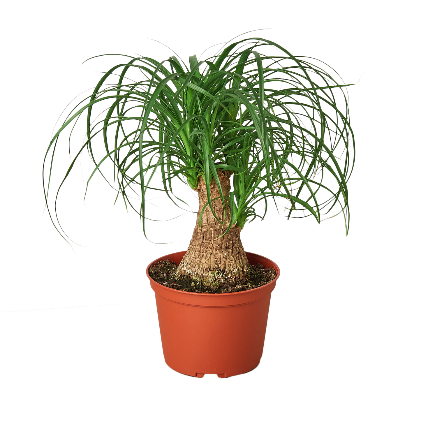 A small, vibrant green ponytail palm plant in a simple terracotta-colored plastic pot.