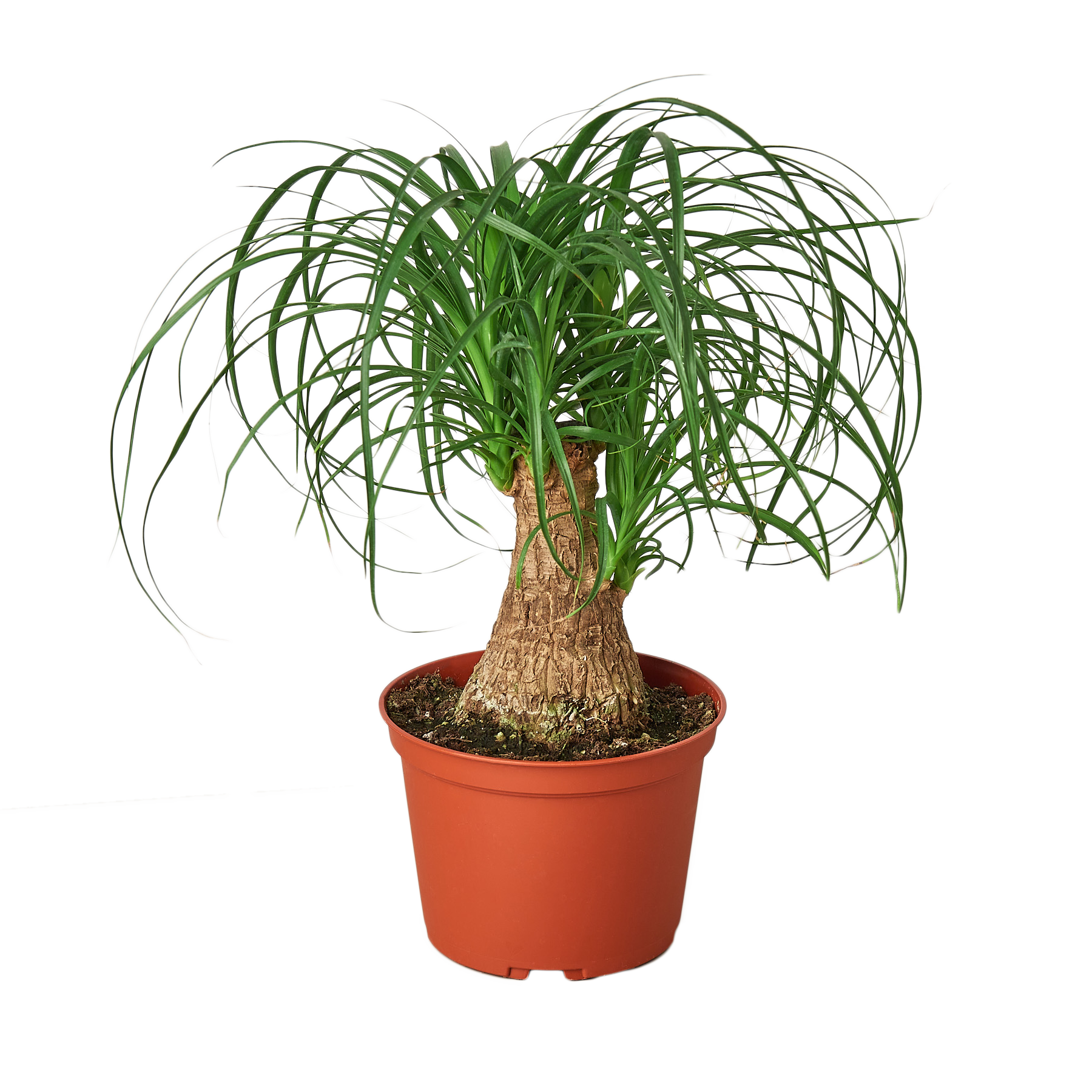 A small, vibrant green ponytail palm plant in a simple terracotta-colored plastic pot.