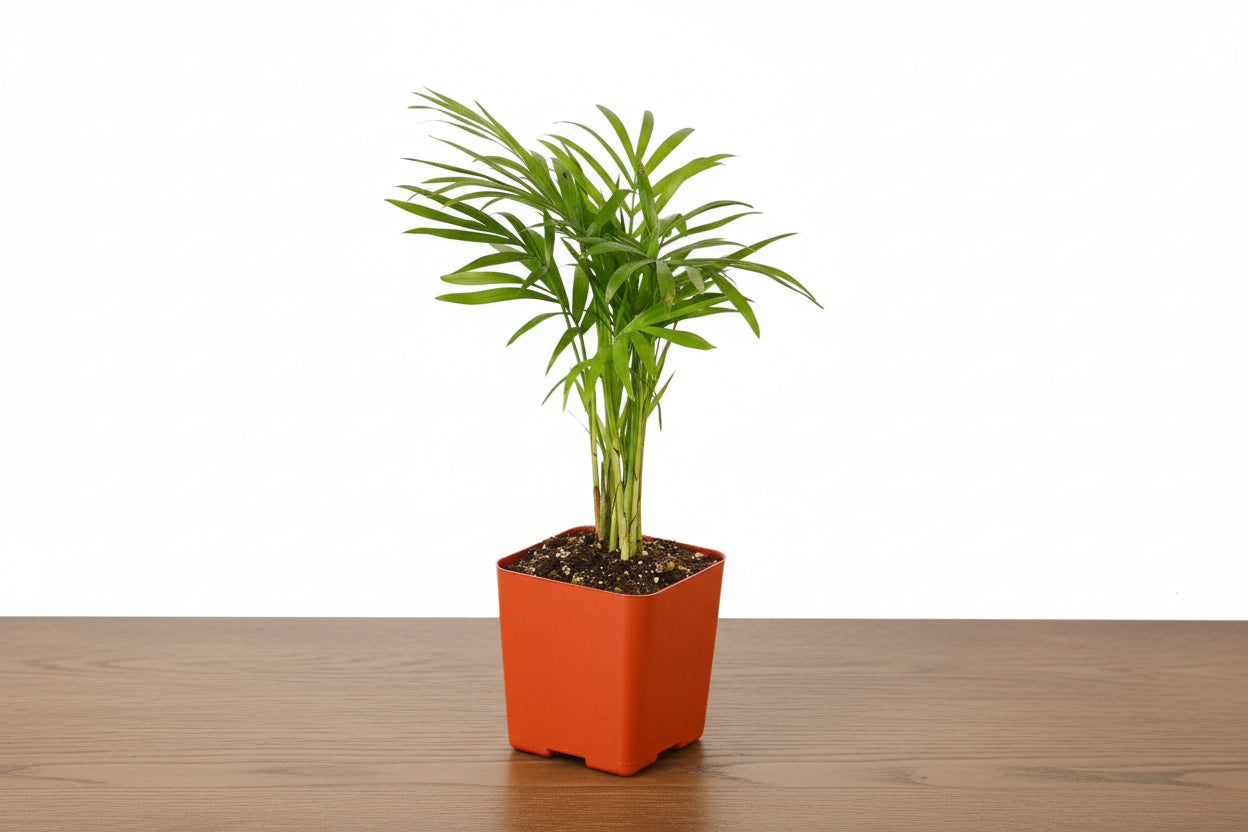 Small green Parlor Palm plant in a square terracotta pot on a wooden surface.
