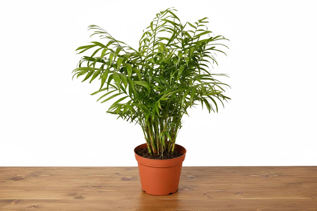 Lush green Parlor Palm in a terracotta pot on a wooden surface, ideal for low light.