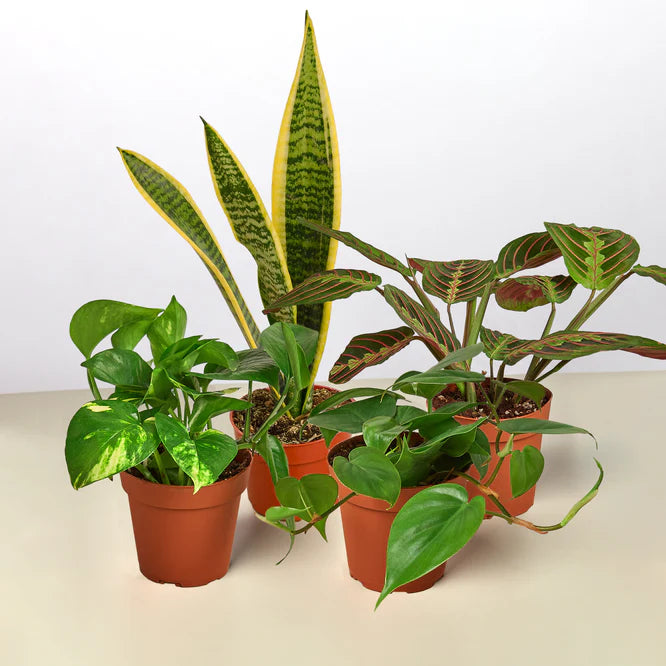 Five small potted low-light plants: a Snake Plant, Golden Pothos, Prayer Plant, and two heartleaf philodendrons.